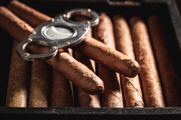 Cigars with guillotine cuts off cigars tip in humidor Cigars with guillotine cuts off cigars tip in humidor